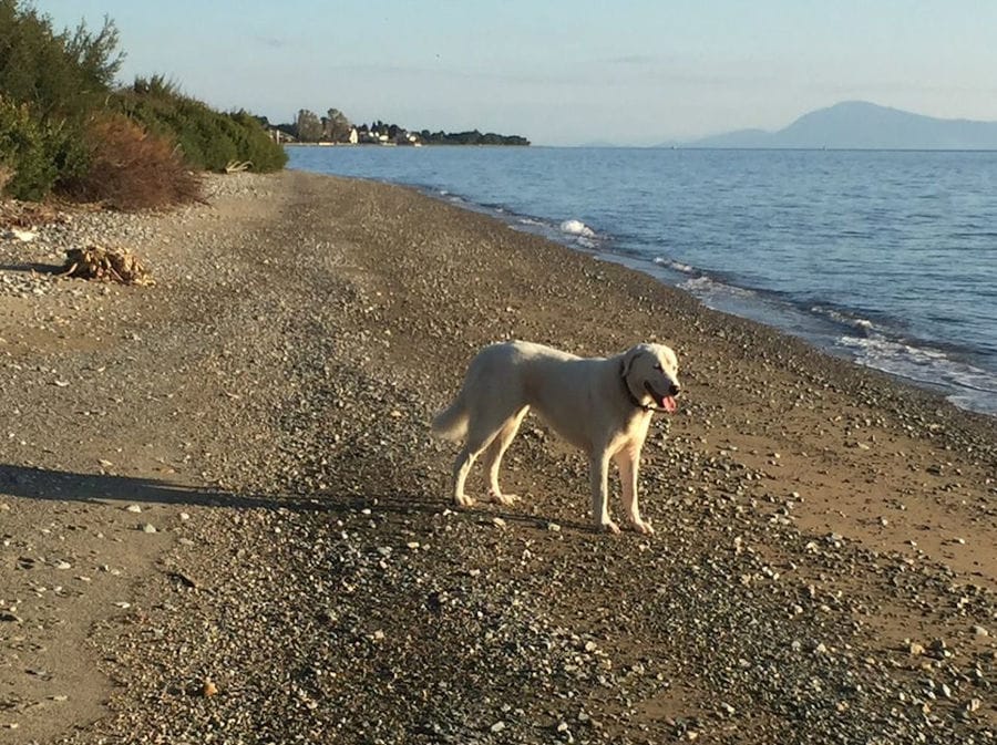 a white dog on the seaside and watching the sea at 'Eleonas'